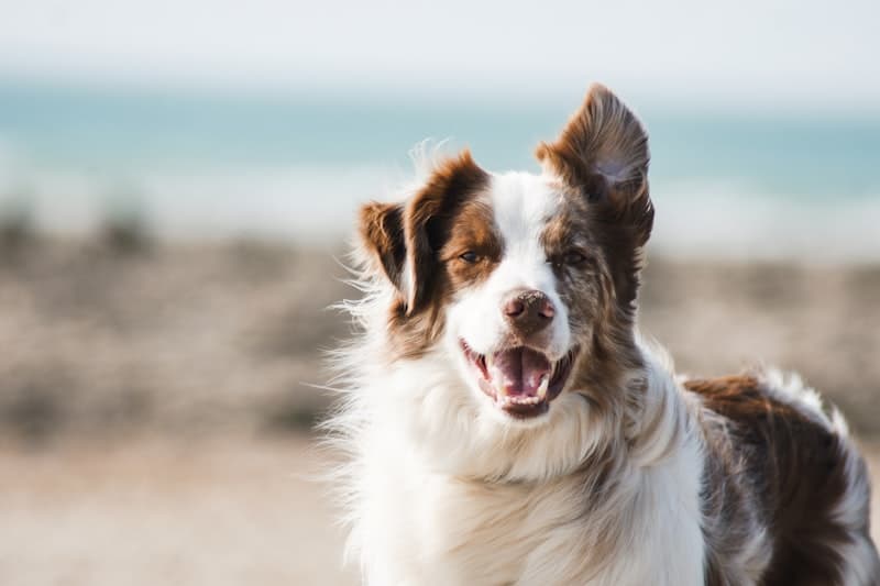 Photo of a pet before background removal, showing fur edge detail